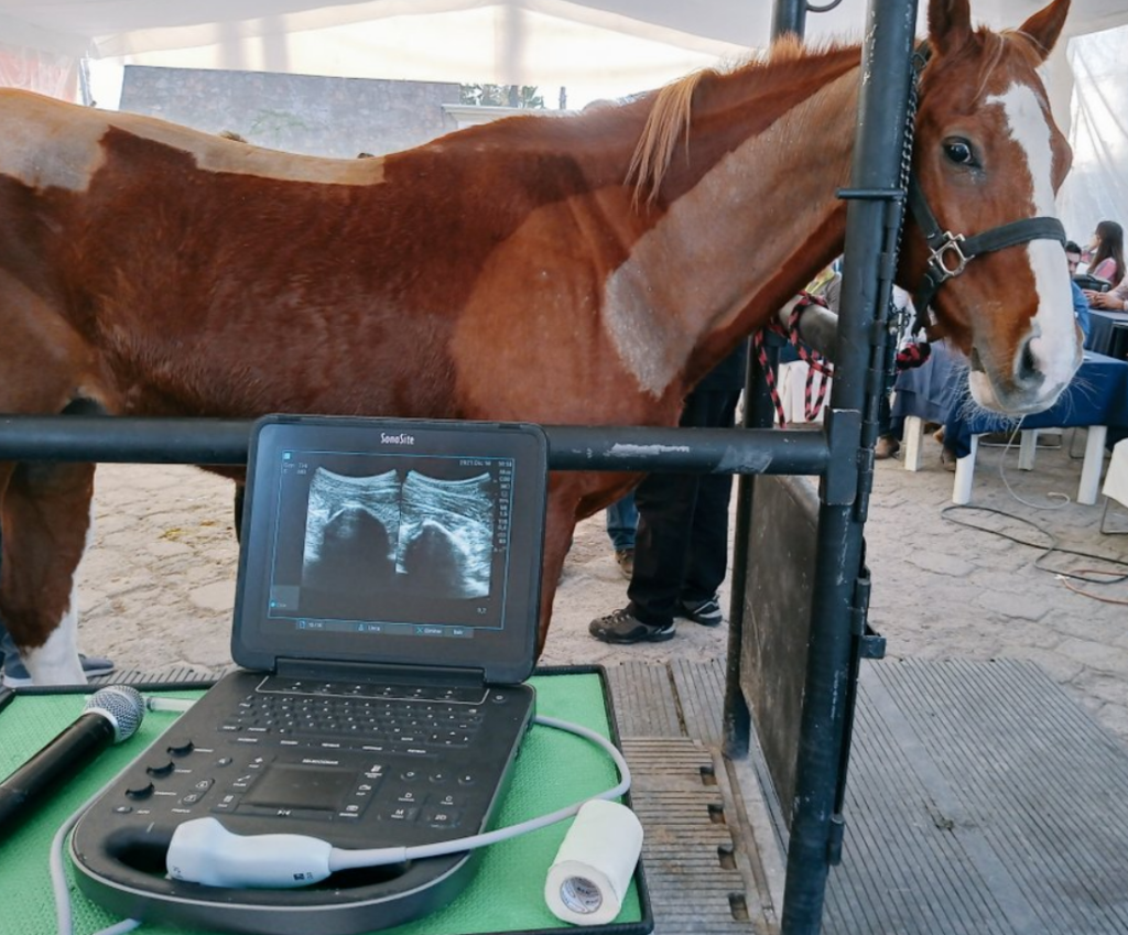 caballo